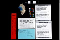 Foto (Objekt + Etikett) von Mesogalathea retusa (Robins, Feldmann, Schweitzer & Bonde, 2016)  (NHMW-GEO-1990-0041-3344)